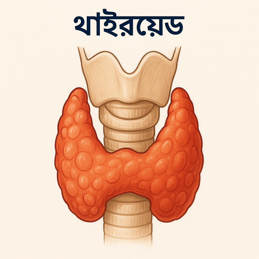 Read more about the article থাইরয়েড সমস্যায় ভুগছেন? জানুন কারণ, লক্ষণ ও ঘরোয়া প্রতিকার!