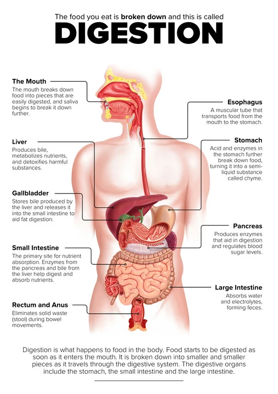 মানব দেহের পাচনতন্ত্রের চিত্র যেখানে মুখ, খাদ্যনালী, পাকস্থলী, লিভার, অগ্ন্যাশয়, ক্ষুদ্রান্ত্র ও বৃহদান্ত্র দেখানো হয়েছে এবং হজম প্রক্রিয়া ব্যাখ্যা করা হয়েছে।
